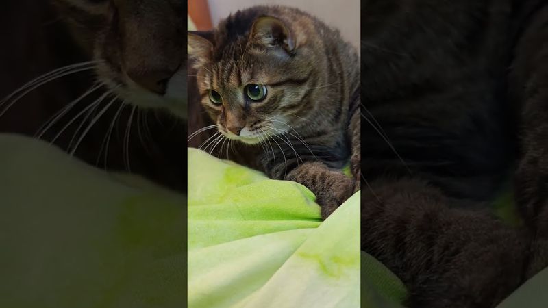 Серьёзно?! 🙀🤔😉🤣 #cat #кот #юмор #котушка #приколы #цитаты