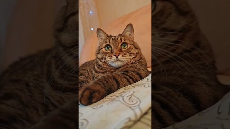 Приучить 🙀😺😉🤣 #cat #кот #юмор #котушка #приколы #цитаты