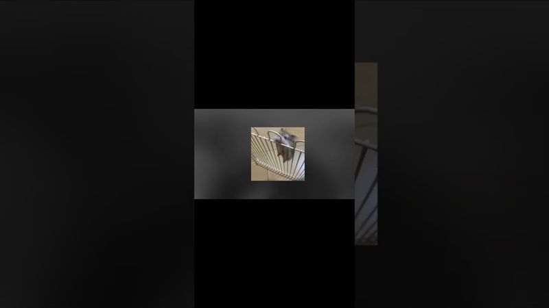 Нічийна земля.