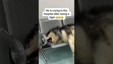 Dogs dramatic display in front of vet