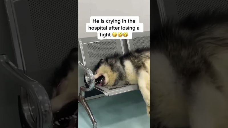 Dogs dramatic display in front of vet