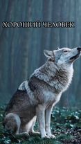 #волки🐺 #волк #интроверт #природа #психология #любовь❤ #цитаты #мудро...
