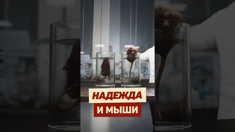 Как ВЕРА спасает жизнь? #интересно #эксперимент #психология #крыса #факты #наука #реддит #апвоут