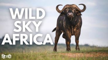 Wild Sky:Africa | Animal planet | Nature documentary | Wildlife documentary in Hindi