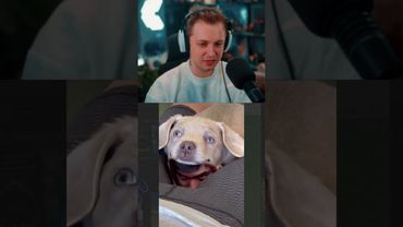 милое видео #стинт #stint #stintik #прикол #реакция