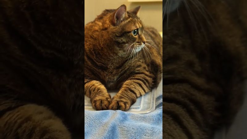 Приличная машина 🚘💃🙀🤣 #cat #кот #юмор #котушка #приколы #цитаты #шортс