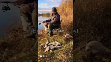 Ёж украл рыбу у рыбака!