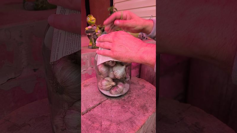 Так хранят чеснок в деревнях! #lifehacks #совет #рецепты