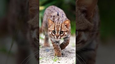 Крошечная хищность🐱 Самая мелкая из семейства кошачьих Ржавая кошка