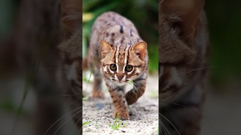Крошечная хищность🐱 Самая мелкая из семейства кошачьих Ржавая кошка
