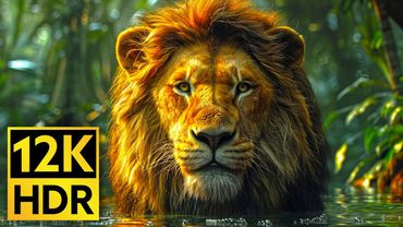 12K HDR 60fps Wildlife 🦖 DOLBY VISION / 8K TV