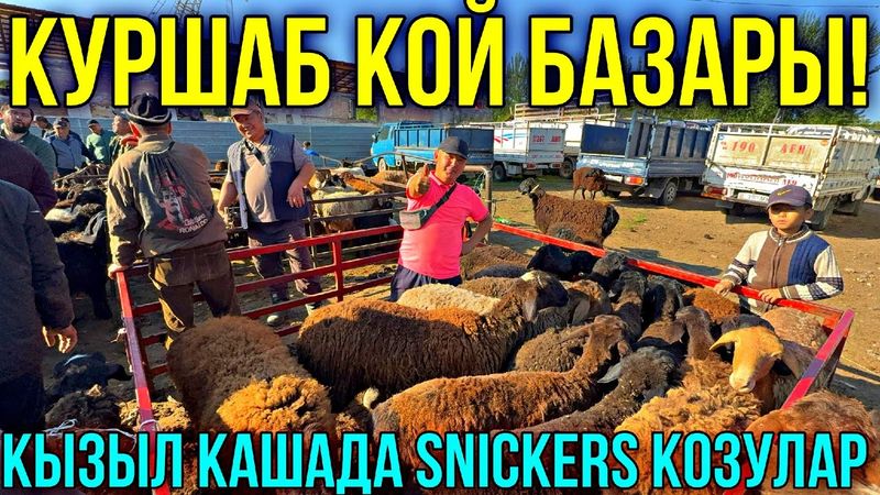 КОЙЛОР ТОЛДУ КЫМБАТЧЫЛЫКБЫ? ❤️‍🔥 #байтв