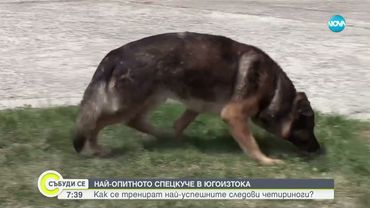 Как се тренират най-успешните следови полицейски кучета у нас? - Събуди се...(11.05.2025)