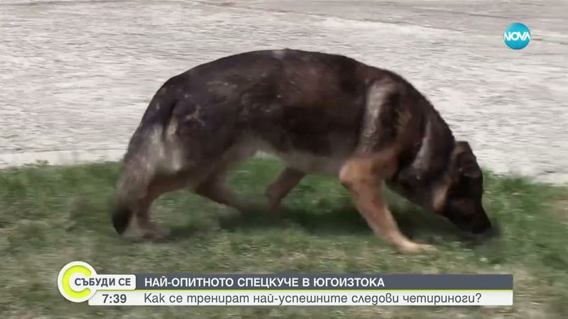 Как се тренират най-успешните следови полицейски кучета у нас? - Събуди се...(11.05.2025)
