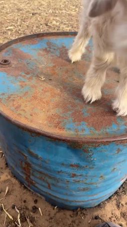 TikTok video #7589355763034803476