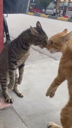 #любимыекотики #