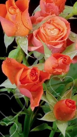 TikTok video #7069002880572787970