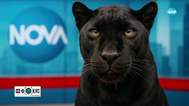 Хищникът в Шуменското плато е изпуснат от собственика преди два - три месеца