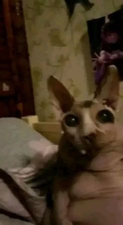 Где-то в параллельной вселенной #хоумлендер #breakingbad #jessiepinkm...