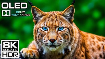 8K OLED HDR | Best Dolby Vision Demo 60FPS Ultra HD Experience