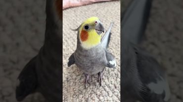 Best of parrot Moments 🦜🦜 #shortsfeed #shortsviral #funny