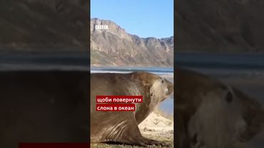 Морський слон вийшов у місто в Кейптауні. Його повернули назад в океан #shorts #тварини #цікаве