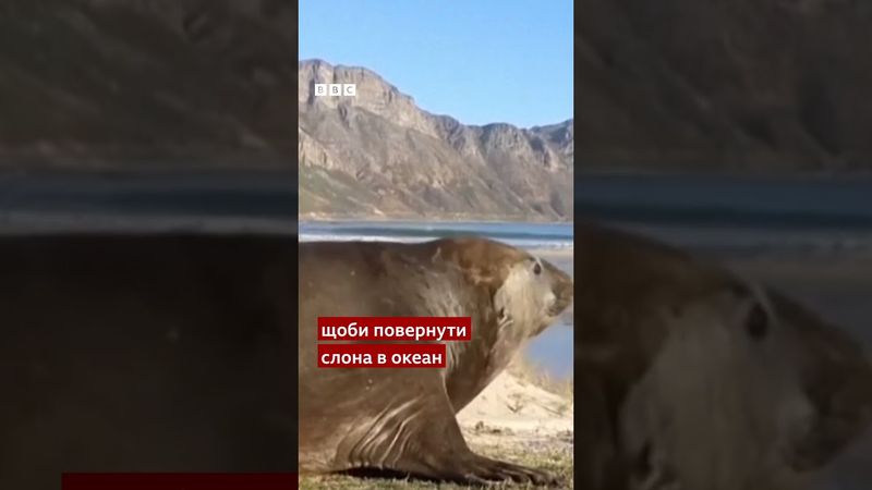 Морський слон вийшов у місто в Кейптауні. Його повернули назад в океан #shorts #тварини #цікаве