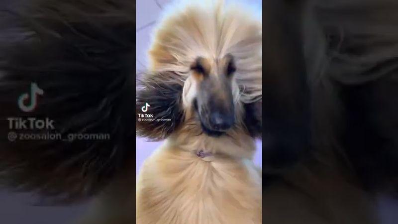 Приколы с животными 2022г смешные животные