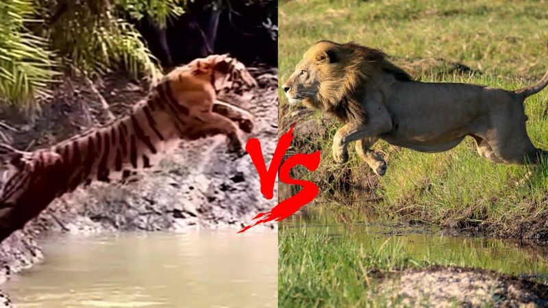 Tiger Jump VS Lion Jump - The Jumping Of All Big Cats