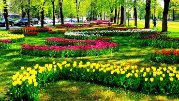 Фестиваль тюльпанов в Харькове. Не хуже, чем в Стамбуле. 25.04.2025.