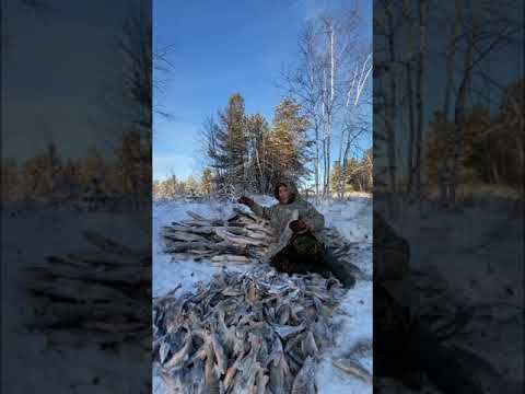 Минус на минус, даёт плюс ✅ #Ханты #ЖизньВлесу #Север