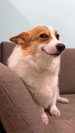 Smiling Corgi Dog Meme Template #dogmeme #dogmemes #corgi #corgisofti...