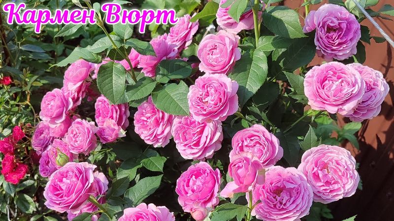 А нужна ли вам роза Кармен Вюрт в саду? Мой честный отзыв