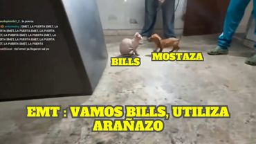 BILLS Y MOSTAZA TIENEN UNA PELEA POKEMÓN