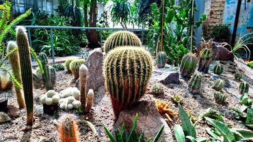 Харьковская оранжерея. Самый старый ботанический сад в Украине. 5.08.2025