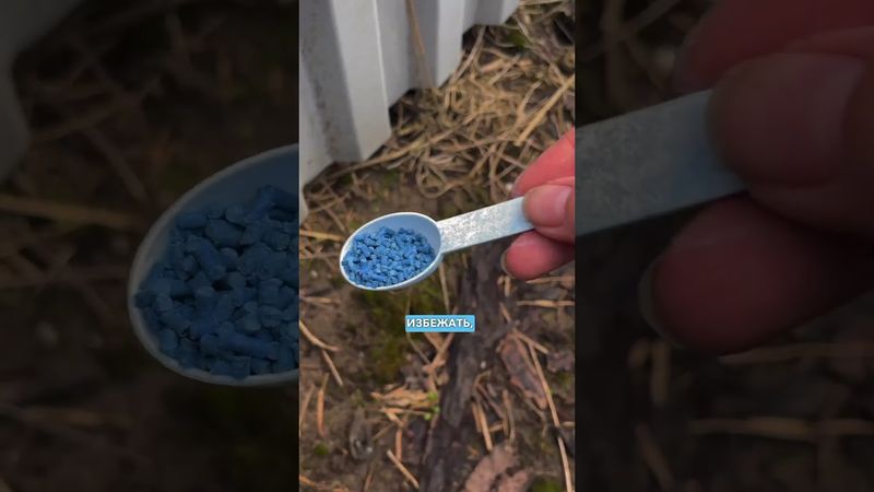 Слизни на участке откуда берутся и как с ними бороться?