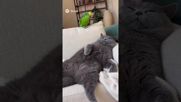 Кот и попугай №5🦜#shorts #funny