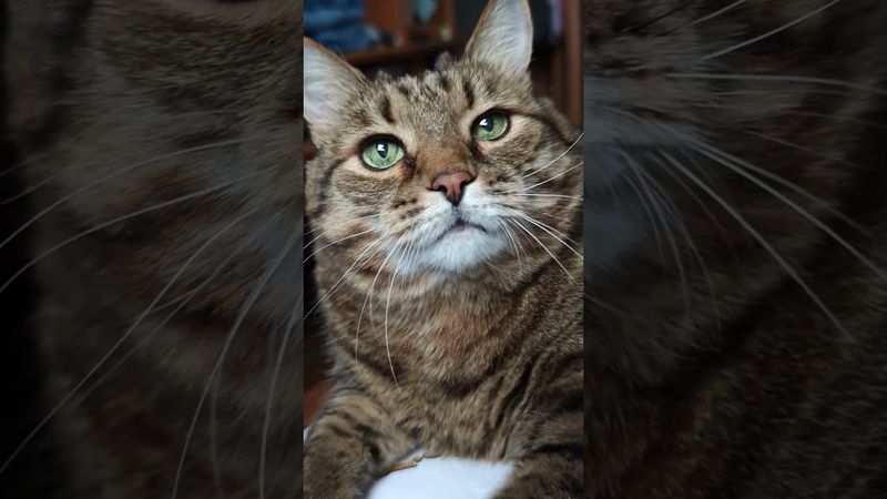 Вот такая она 🍻🥃🍷🙀🤣#cat #кот #юмор #котушка #приколы #цитаты