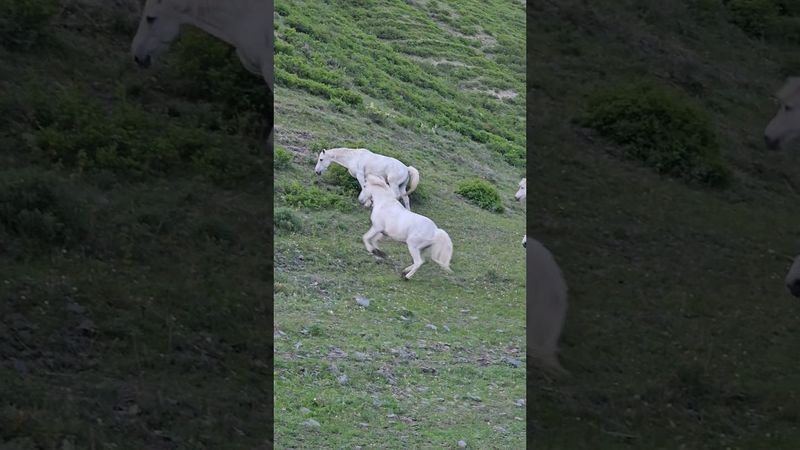 Белые кони гуляют у нас рядом с усадьбой. Сколько насчитали коней, пишите в комментариях!😉
