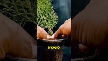 Дачники! Мало кто знал это #рекомендации #дача #садоводничество