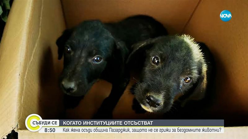 Жена осъди Община Лесичово, защото не се грижи за бездомните животни - Събуди се...(17.08.2025)
