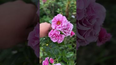 Роза Санта Барбара. Срезочная