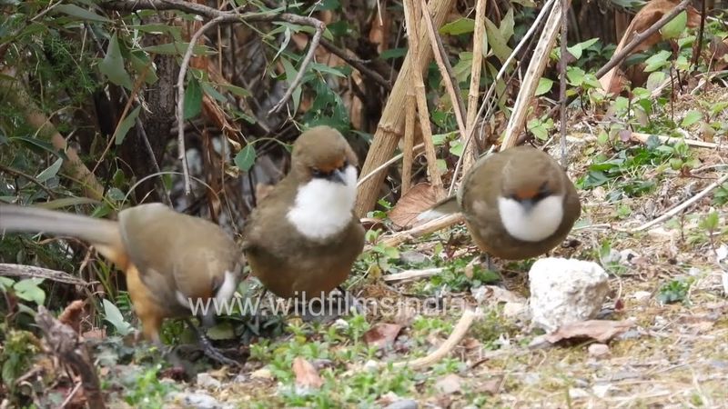 White-throated Laughing Thrush group gaggle on the ground, as the thrushes inspect the hillside