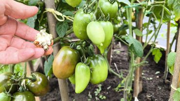 Как вырастить домашнюю триходерму на крупе быстро и надежно. Обеззараживание почвы триходермой.