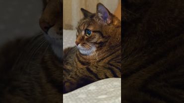 Не твои дела 🤔😉😺🤣 #cat #кот #юмор #котушка #приколы #позитив #популярное #цитаты