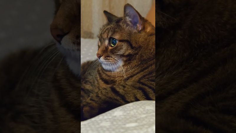 Не твои дела 🤔😉😺🤣 #cat #кот #юмор #котушка #приколы #позитив #популярное #цитаты