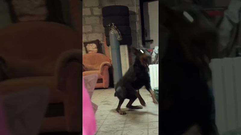 Напугали добермана!#доберман#испуг#собаки#испуги #смешныесобаки