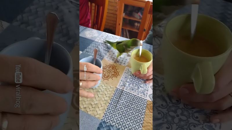 Попугай-кофеман вооружился ложкой: станет ночным кошмаром?