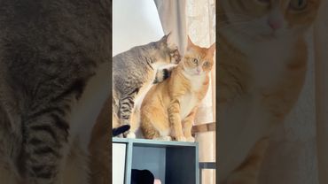 Cat's powerlessness😿 #Cat#Cats#Kitten#Kittens#Meow#CatLife#CatLover