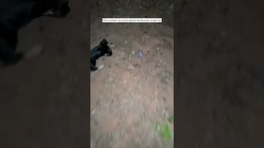 Собака нашла лысое существо